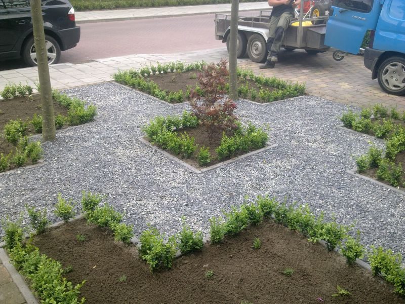 Voortuin met jonge buxushagen in patroon